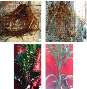Figure 1. (a) Oil palms root without Fe. (b) Oil palms root with Fe toxicity treatment