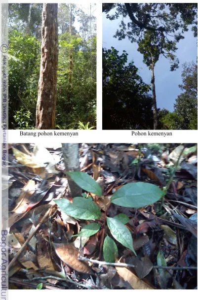 Gambar 1  Pohon dan anakan kemenyan. 