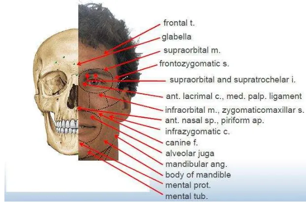 Gambar 2-1. Anatomi kepala tampak depan.16 