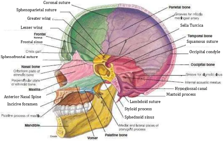 Gambar 2-2. Anatomi kepala tampak lateral.18 