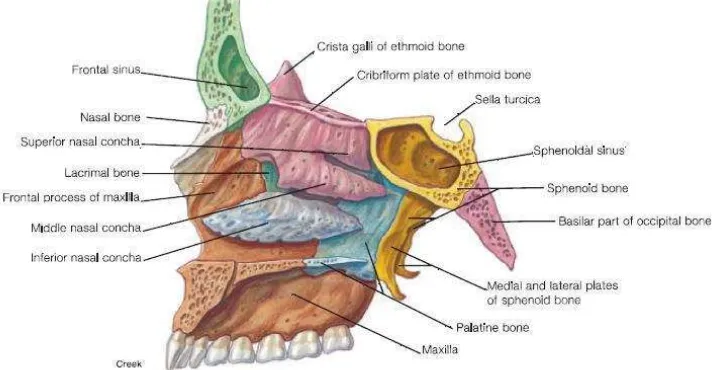 Gambar 2-3. Anatomi kepala nasal cavity tampak lateral.18 