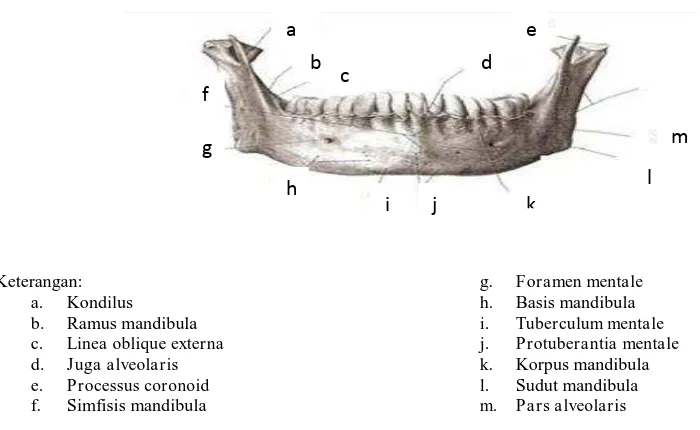 Gambar 2-4. Struktur anatomi mandibula tampak depan.18