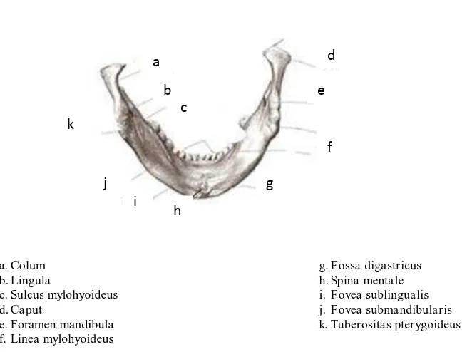 Gambar 2-5. Struktur anatomi mandibula tampak belakang.18 