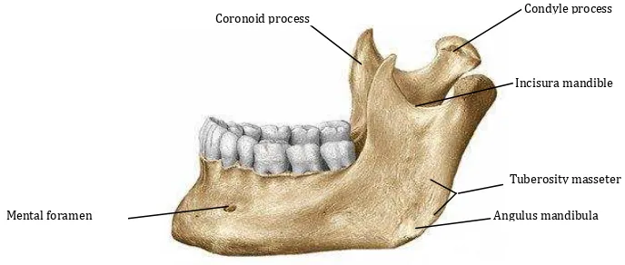 Gambar 2-6. Struktur anatomi mandibula tampak lateral.18