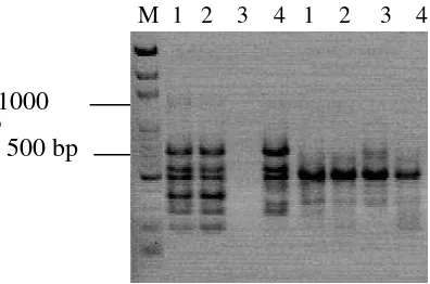 Gambar 2.  Dendrogram pengelompokkan lima varietas durian berdasarkan matriks kemiripan genetik dengan primer OPA-01, OPA-02, OPA-07, OPA-16, OPA-18, OPA-19  