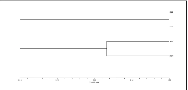 Gambar 4. Dendrogram pengelompokkan lima varietas durian berdasarkan matriks kemiripan genetik dengan primer OPA-19 