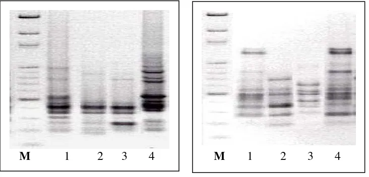 Gambar 7. Pola pita DNA Durian Sukun 
