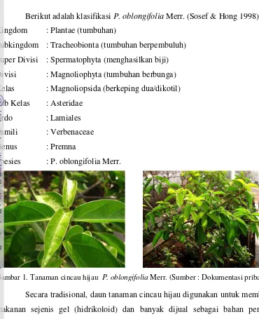 Gambar 1. Tanaman cincau hijau  P. oblongifolia Merr. (Sumber : Dokumentasi pribadi) 