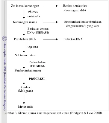 Gambar 3. Skema utama karsinogenesis zat kimia (Hodgson & Levi 2000). 