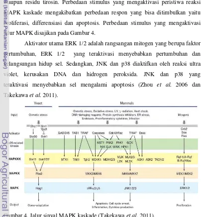 Gambar 4. Jalur sinyal MAPK kaskade (Takekawa et al. 2011). 