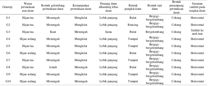 Tabel 3. Karakter Morfologis Daun Stroberi 