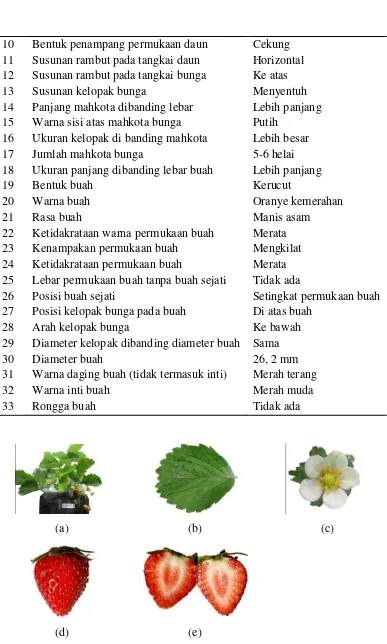 Gambar 1. Karakter Morfologis Tanaman Stroberi Genotip 1 : (a) tanaman stroberi, (b) daun, (c) bunga, (d) buah, (e) daging buah 