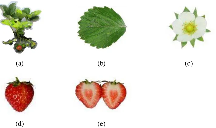 Tabel 4. Karakter Morfologis tanaman Stroberi Genotip 3 