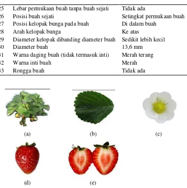 Tabel 5. Karakter Morfologis tanaman Stroberi Genotip 4 