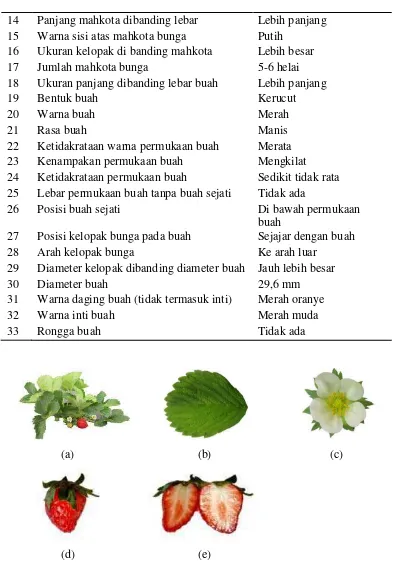 Gambar 4. Karakter Morfologis Tanaman Stroberi Genotip 4 : (a) tanaman stroberi, (b) daun, (c) bunga, (d) buah, (e) daging buah 