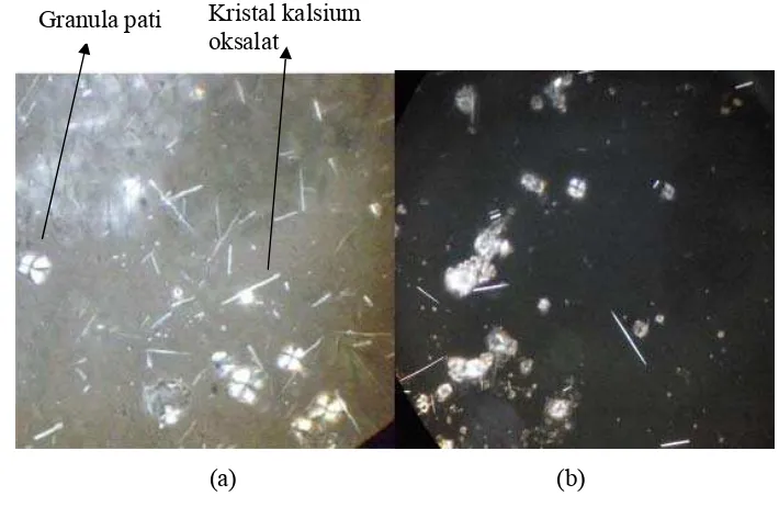 Gambar 13 Kristal oksalat hasil mikroskop polarisasi ekstrak umbi walur            