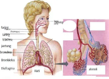 Gambar 2.1: Sistem Pernapasan pada Manusia 