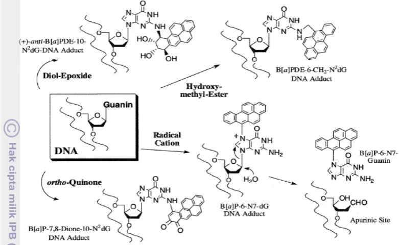 Gambar 2 Mekanisme pembentukan ikatan kovalen BAP dan DNA (Luch 2005a). 