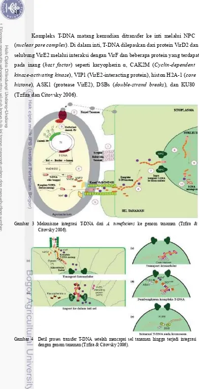Gambar   3   Mekanisme   integrasi   T-DNA   dari   A.   tumefaciens   ke   genom   tanaman   (Tzfira   & 