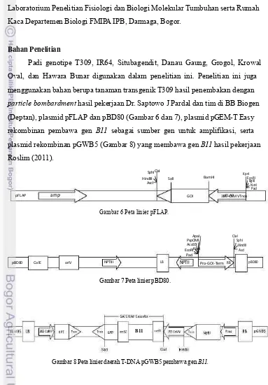 Gambar  8 Peta linier daerah T-DNA pGWB5 pembawa gen B11.