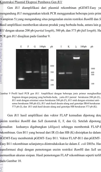 Gambar  9  Profil  hasil  PCR  gen  B11.  Amplifikasi  dengan  beberapa  jenis  primer  menghasilkan 