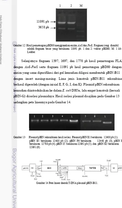 Gambar 12  Hasil pemotongan pBD80 menggunakan enzim AscI dan PacI. Fragmen yang  diambil 
