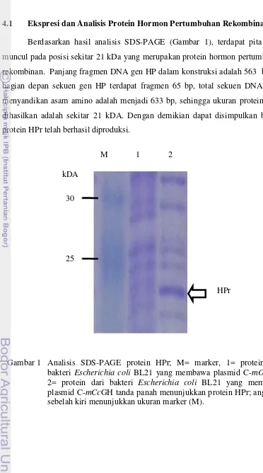 Gambar 1  Analisis SDS-PAGE protein HPr; M= marker, 1= protein dari 