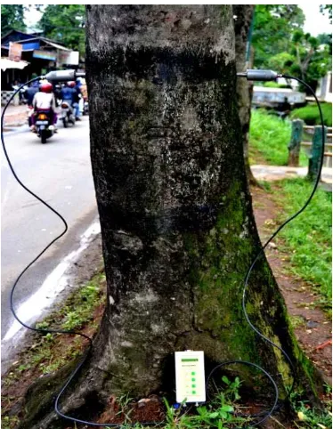 Gambar 2 Penempatan transduser SylvatestDuo® pada batang pohon sasaran 