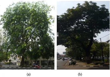 Gambar 9 Contoh jenis pohon peneduh Kota Jakarta Selatan: angsana (a) dan mahoni (b) 
