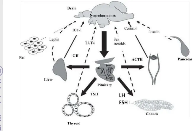 Gambar 1.  Kerjasama berbagai jenis hormon dalam tubuh ikan (Bernier et al. 