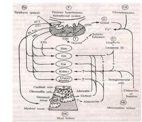 Gambar 3. Kontrol endokrin terhadap osmoregulasi ikan (Smith 1982) 