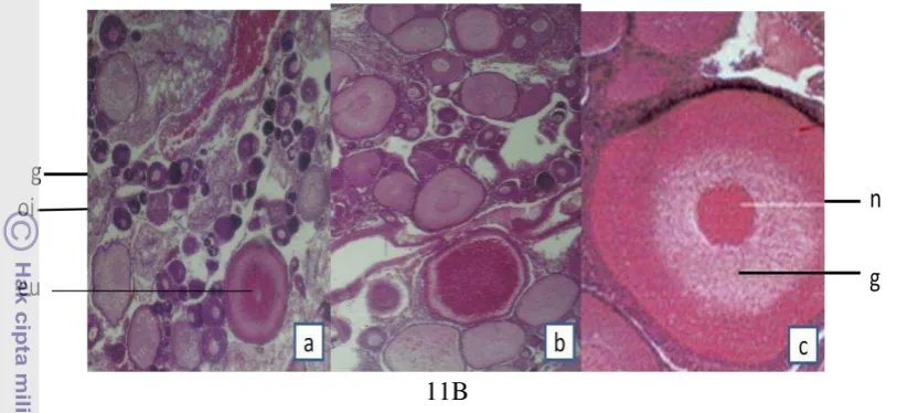 Gambar 11. Struktur histologi ikan nila merah pada perlakuan H (T4 100 ng/g BT, 