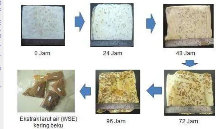 Gambar 3 Tempe terfermentasi lanjut 