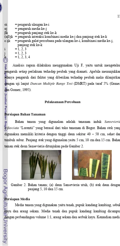 Gambar 2. Bahan tanam; (a) daun Sansevieria utuh, (b) stek daun dengan 