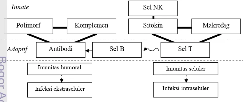 Gambar 4 Skema sistem imun adaptif dan non adaptif                                       