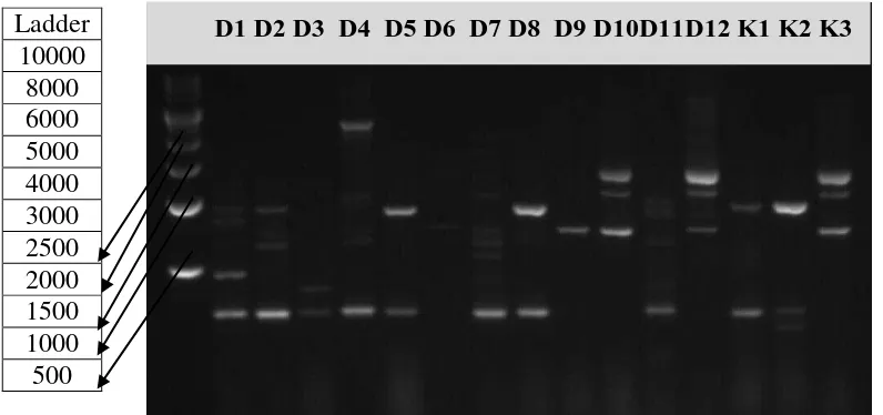 Tabel 3. Jumlah fragmen DNA dari masing-masing andaliman dan tingkat      keinformatifan masing-masing primer RAPD 
