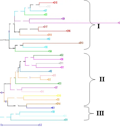 Gambar 11. Pohon filogenetik 30 aksesi andaliman dari 3 kabupaten (Dairi, Tanah Karo dan Simalungun) yang dianalisis berdasarkan Matrix Dissimilarity Simple Matching  