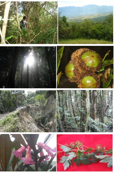 Gambar 2.1 : Kondisi vegetasi di Bora (kiri atas); Lembah Palu dari Bora (kanan tengah);  Keterangan: Suasana pagi di hutan pegunungan Nokilalaki (kiri tengah; Lithocarpus havilandii (Fagaceae) jenis yang dominan di Nokilalki ( kanan  tengah); Situasi jala