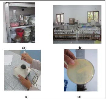 Gambar 14. Pembenihan Candida albicans pada potato dextrose agar