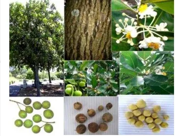 Gambar 2 Gambar pohon, kayu, bunga, daun, buah dan biji nyamplung 