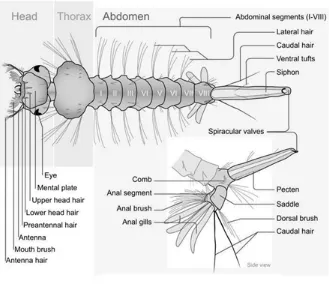 Gambar 2.2. Morfologi larva nyamuk (Carruthers) 