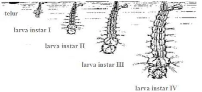 Gambar 2.3 Larva instar (Barry dan William, 1996) 
