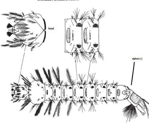 Gambar 2.6 Morfologi Larva Anopheles quadrimaculatus (Littig dan Stojanovich,1997). 