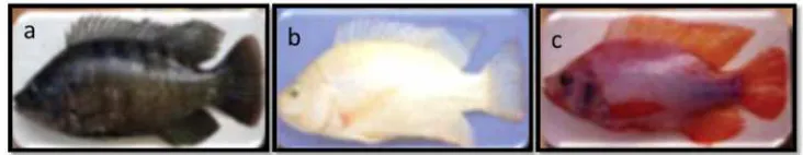 Gambar 1. Beberapa jenis ikan nila (Oreochromis niloticus). a) Ikan nila hitam;b) Ikan nila putih; c) Ikan nila merah
