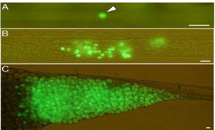 Gambar 3. Transplantasi sel germinal ikan rainbow trout pada larva ikan salmon