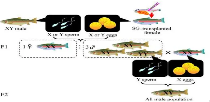 Gambar 6. Perkembangan sel germinal donor (rainbow trout) pada ikan resipien