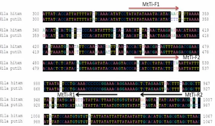 Gambar 10. Elektroforegram mtDNA ikan nila hitam (H1-H5), dan ikan nila putih