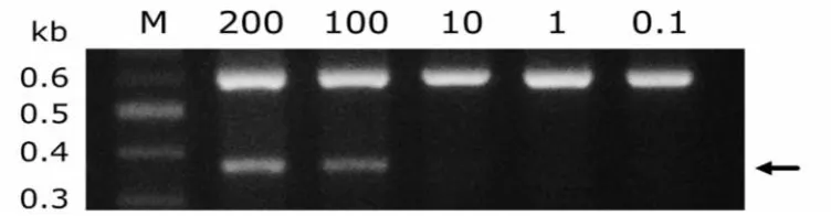 Gambar 13. Elektroforegram dalam pengujian sensitivitas PCR. 200-0.1 = rasio