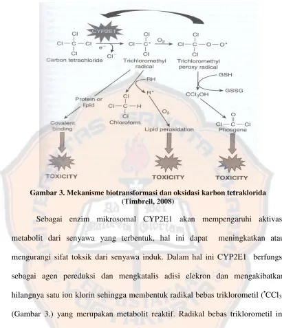 Gambar 3. Mekanisme biotransformasi dan oksidasi karbon tetraklorida