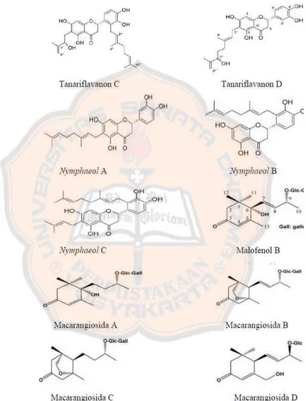 Gambar. 4 Struktur senyawa dalam daun M. tanarius(Phommart dkk., 2005) dan (Matsunami dkk., 2006)